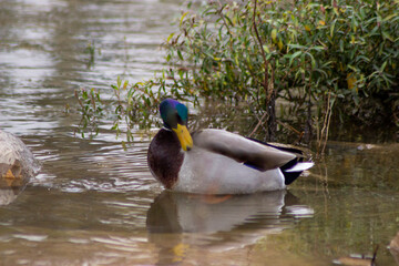 Primer planto de un pato de cabeza verde con bonito plumaje.