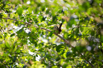 Carolina Wren about to Take Flight