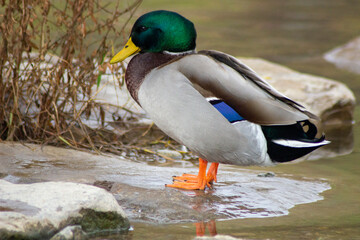 Primer planto de un pato de cabeza verde con bonito plumaje.