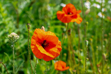 Fototapeta premium Red poppies on a meadow in sunny weather