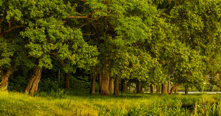 Trees with thick green crowns in the forest near the river on a sunny day