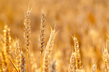 Ripe ears of wheat in a field on a blurred background in gold tones