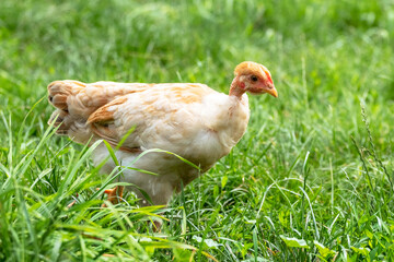 Young chicken with a bare neck in the garden on a background of green grass