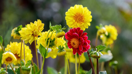 Red and yellow dahlias in the garden on a blurred background