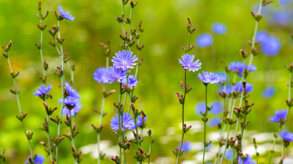 Chicory flowers in a field on a blurred background