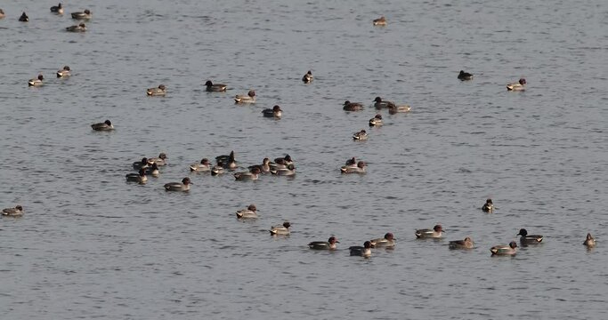 groupe de sarcelle d'hiver (Anas crecca) sur l'eau