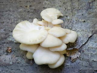 USA, Washington State. Central Cascades, white cheese polypore.