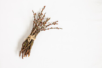 easter willow branches with buds on a white backgroud