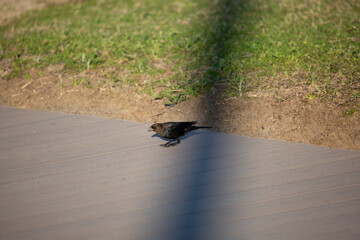Male Brown-Headed Cowbird Eating