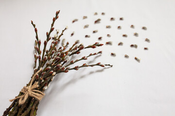 willow branches with buds