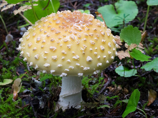 USA, Washington State. Central Cascades, amanita muscaria mushroom.