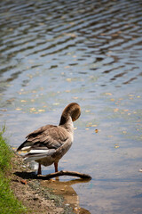 Domestic Toulouse Goose