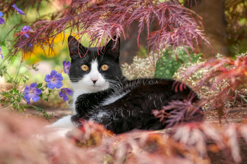 Cute cat, tuxedo pattern black and white bicolor, European Shorthair, resting under a Japanese Maple in a flowery garden and looking curiously