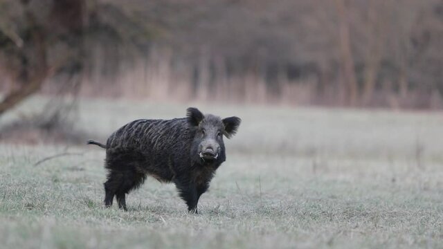 Wild boar (sus scrofa ferus) walking on meadow. Wildlife in natural habitat