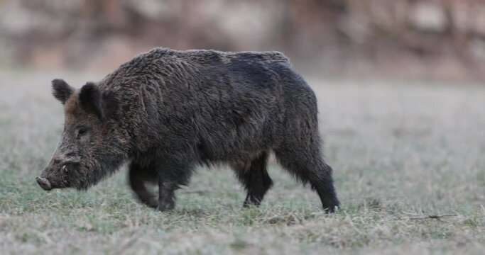 Wild boar (sus scrofa ferus) eating in grass on winter day. Wildlife in natural habitat
