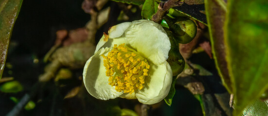 flower in the forest