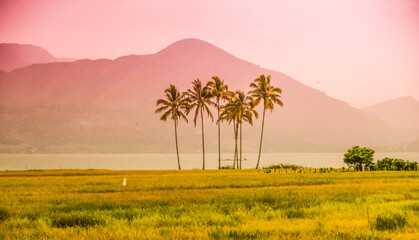 sunset with palm trees indonesia © Kamila