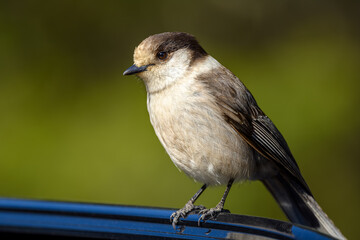 A wild Canada Jay (Perisoreus canadensis) in winter plumage landed on a car door in a popular park in British Columbia