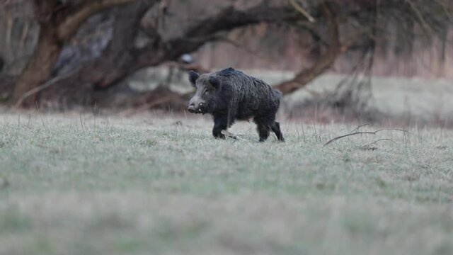 Wild boar ( sus scrofa ferus) in the woods
