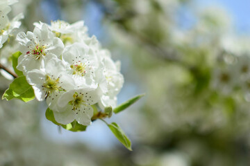 Close-up selective focus full frame view of a branch with white blossoms of an evergreen pear blossom tree. Spring background