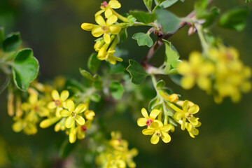 Spring seasonal background with blooming yellow tree branches, natural seasonal floral background. Selective focus