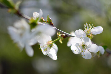 Blooming cherry tree, White flowers on a cherry tree. Spring background. 
Beautiful and cute white cherry blossoms , wallpaper background, soft focus. Spring in Lviv, Ukraine. Selective focus