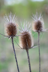 Heads of Teasels in purple shade of background.Selective focus. Nature background. Close up