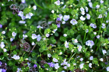 Bunch of small many bluebell flowers on green grass ground field meadow in bright sunny warm spring day light. Selective focus