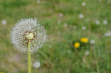 a littele white dandelion in the green meadow with flowers and grass