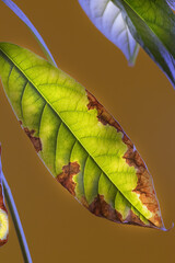avocado tree leaves on a brown background