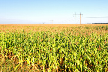 Close-up of silage corn leaf tops against blue sky. A power line is laid across the field.