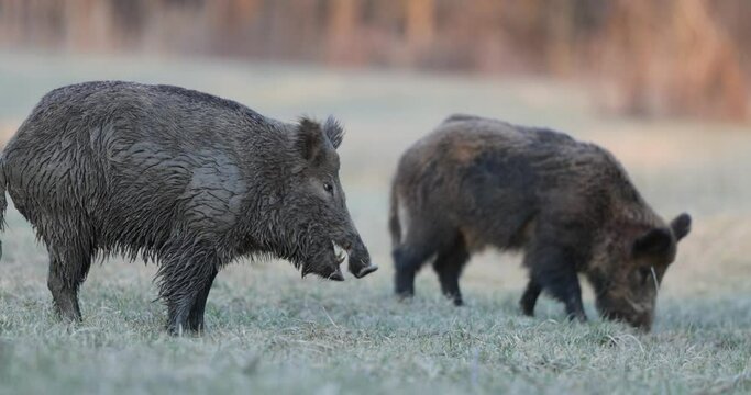 Two wild boars (sus scrofa ferus) fighting because of wood. Wildlife in natural habitat