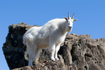 WA, Alpine Lakes Wilderness, Mountain goat, Nanny