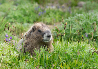 Naklejka na ściany i meble WA, Mount Rainier National Park, Hoary Marmot (Marmota caligata)