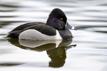 Ring-necked duck (Aythya collaris) male swimming with its reflection on a Canadian lake