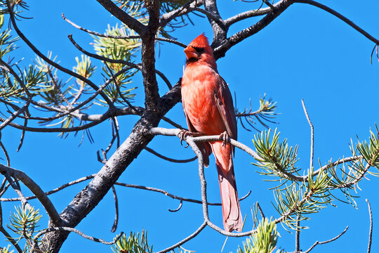 A male northern cardinal (cardinalis cardinalis) is perched in a Pinon Pine tree and silhouetted against the morning sky in Sedona, Arizona.