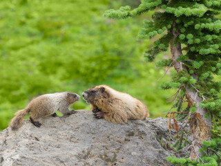 WA, Mount Rainier National Park, Hoary Marmot (Marmota caligata), mother and baby