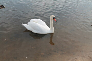 Naklejka na ściany i meble white swan on the lake