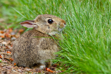 WA, Redmond, Eastern Cottontail baby rabbit (Sylvilagus Floridanus)