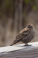 WA, Juanita Bay Wetland, Red-winged Blackbird, female, (Agelains phoeniceus)