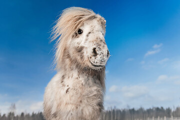 Portrait of  miniature appaloosa breed pony in winter