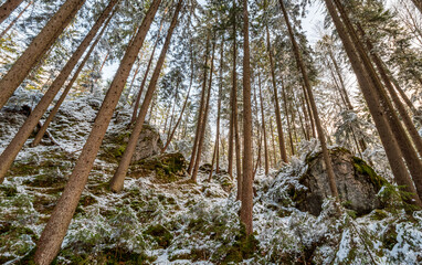 Bavarian Forest view from bottom to top during winter time