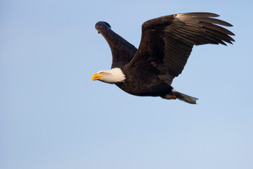 WA, Juanita Bay Wetlands, Bald Eagle (Haliaeetus leucocephalus)