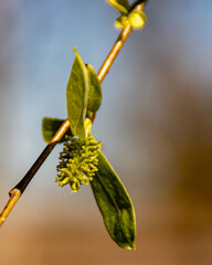 Spring weeping willow bud