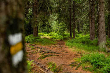 path in the forest