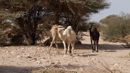 Camels with their babies in the desert in Saudi Arabia (3 hours from Riyadh)