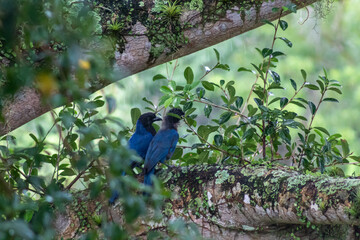 bird on a tree Azure Jay
