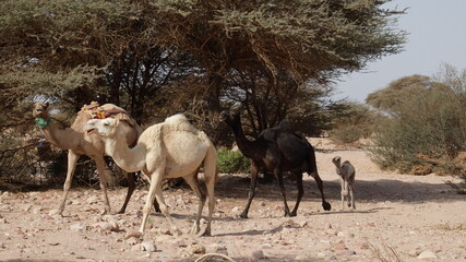 Camels with their babies in the desert in Saudi Arabia (3 hours from Riyadh)