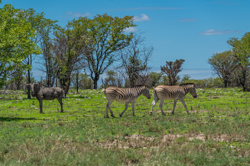 Naklejka na ściany i meble Zebra and wildebeest, gnu, walking on green grass of Etosha National Park, Namibia.