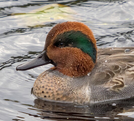 WA, Juanita Bay Wetland, Green-winged Teal (Anas crecca), male